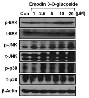 Effects of Emodin 3-O-glucoside on the activation of ERK and JNK. (A) Cells were incubated with Emodin 3-O-Glucoside and the levels of phosphorylated ERK and JNK were then monitored by western blot analysis