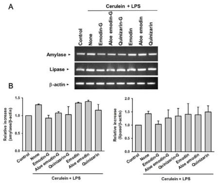 Effects of Figure 16. Effects of aloe emodin glucoside and aloe emodin on mRNA expressions of amylase and lipase in pancreatic acinar AR42J cells treated with cerulein and LPS. Cells were treated with 10-7 M cerulein and 10 μg/ml LPS in the presence of or absence of various natural anthraquinone or glycosylated anthraquinone for 24 h, total RNA was extracted and (A) mRNA levels of exocrine enzymes, amylase and lipase, were determined by RT-PCR, and (B) densitometrically analyzed against mRNA level of β-actin