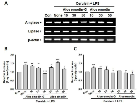 Effects of aloe emodin glucoside and aloe emodin on mRNA expressions of amylase and lipase in pancreatic acinar AR42J cells treated with cerulein and LPS. (A) RT-PCR was carried out to determine the mRNA levels of exocrine enzymes, amylase and lipase, and (B, C) densitometrically analyzed against mRNA level of β-actin, after 24 h-exposure with 10-7 M cerulein and 10 μg/ml LPS in the presence of or absence of aloe emodin glucoside and aloe emodin. Data are expressed as means ± SEM. *P < 0.05, **P < 0.01, ***P < 0.001 vs control; +P < 0.05, +++P < 0.001 vs cerulein + LPS alone