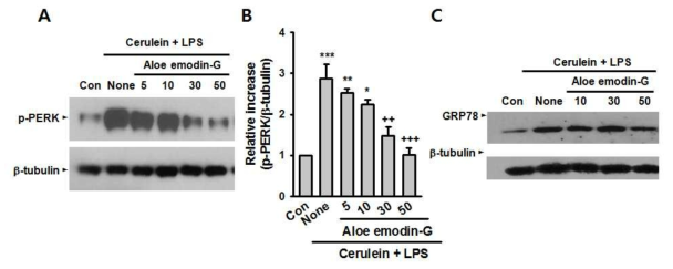 Effect of aloe emodin glucoside on protein expressions of ER stress marker, p-PERK and GRP78, in pancreatic acinar AR42J cells treated with cerulein and LPS. Protein expression of p-PERK(A) and GRP78(C) were determined by western blot analysis and (B) densitometrically analyzed against protein level of β-tubulin. AR42J cells were treated with 10-7 M cerulein and 10 μg/ml LPS in the presence of or absence of aloe emodin glucoside for 3 h (p-PERK) or 8 h (GRP78). *P <0.05, **P < 0.01, ***P < 0.001 vs control; ++P < 0.01, +++P < 0.001 vs cerulein + LPS alone