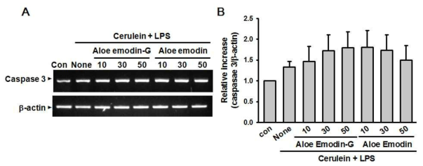 Effects of aloe emodin glucoside and aloe emodin on mRNA expressions of capase 3 in pancreatic acinar AR42J cells treated with cerulein and LPS. (A) RT-PCR was carried out to determine the mRNA levels of caspase 3 and (B) densitometrically analyzed against mRNA level of β-actin, after 24 h-exposure with 10-7 M cerulein and 10 μg/ml LPS in the presence of or absence of aloe emodin glucoside and aloe emodin. Data are expressed as mean±SEM