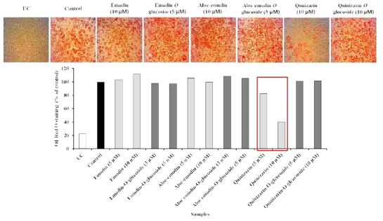 Effect of anthraquinones on lipid accumulation in 3T3-L1 cells. Cells were cultured with or without anthraquionoes in the absence or presence of MDI differentiation medium for 8 days. (A) Cells were stained with Oil Red O staining solution, and the Oil Red O-positive regions in the adipocytes were visualized under a light microscope (X 100). (B) The stained lipid droplets were solubilized with isopropanol and the absorbance was read at 500 nm using a microplate reader. Values represent the means ± SD, n=3. *P < 0.05; **P < 0.01; ***P < 0.001, Student’s t-test compared to Con (anthraquinone-untreated, differentiated control)