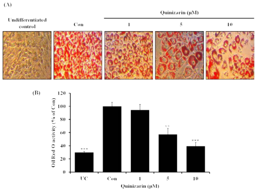 Effect of quinizarin on lipid accumulation in 3T3-L1 cells. Cells were cultured with or without quinizarin (0, 1, 5, and 10 μM) in the absence or presence of MDI differentiation medium for 8 days. (A) Cells were stained with Oil Red O staining solution, and the Oil Red O-positive regions in the adipocytes were visualized under a light microscope (X 100). (B) The stained lipid droplets were solubilized with isopropanol and the absorbance was read at 500 nm using a microplate reader. Values represent the means ± SD, n=3. *P < 0.05; **P < 0.01; ***P < 0.001, Student’s t-test compared to Con (quinizarin-untreated, differentiated control)