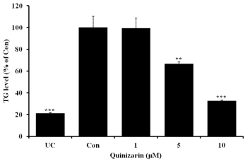 Effect of quinizarin on tiglyceride (TG) level in 3T3-L1 cells. Cells were cultured with or without quinizarin (0, 1, 5, and 10 μM) in the absence or presence of MDI differentiation medium for 8 days. The cellular TG contents were measured using a commercial TG assay kit. Values represent the means ± SD, n=3. *P < 0.05; **P < 0.01; ***P < 0.001, Student’s t-test compared to Con (quinizarin-untreated, differentiated control)