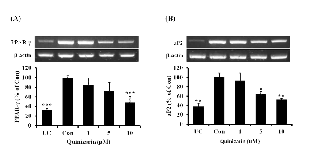 Effects of quinizarin on the expressions of adipogenic markers, PPAR-γ and aP2 in 3T3-L1 cells. Cells were treated with or without quinizarin (0, 1, 5, and 10 μM) and cultured in the absence or presence of MDI differentiation medium for 8 days. (A, B) mRNA expression levels of the indicated gene were determined by RT-PCR. Each value was normalized to β-actin and is expressed as means ± SD, n=3. *P < 0.05; **P < 0.01; ***P < 0.001, Student’s t-test compared to Con (quinizarin-untreated, differentiated control)