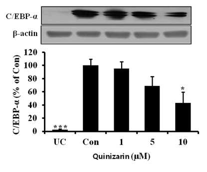 Effects of quinizarin on the expressions of adipogenic markers, C/EBP-α in 3T3-L1 cells. Cells were treated with or without quinizarin (0, 1, 5, and 10 μM) and cultured in the absence or presence of MDI differentiation medium for 8 days. Cell lysates were subjected to SDS-PAGE and Western blot analysis for C/EBP-α. Each value was normalized to β-actin and is expressed as means ± SD, n=3. *P < 0.05; ***P < 0.001, Student’s t-test compared to Con (quinizarin-untreated, differentiated control)