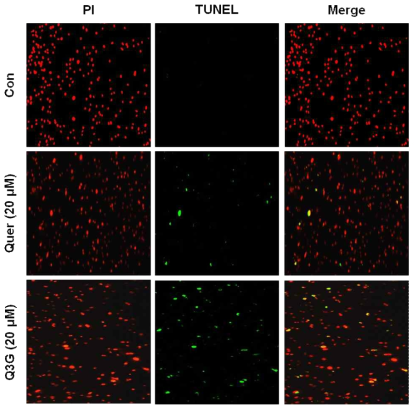 Effects of Quer and Q3G on DNA fragmentation. 3T3-L1 preadipocyte cells were treated with the indicated concentrations of Quer and Q3G for 24 h, and DNA fragmentation was assessed using the TUNEL assay. Cells were stained with TUNEL (green) and counterstained with PI (red)