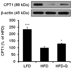 Inhibitory effects of the Q3G on obesity of HFD-induced obese mice. Effects of the Q3G on the protein levels of beta-oxidation-related markers (CPT-1) in the liver tissue of HFD-induced obese mice. The relative protein levels of beta-oxidation-related markers in the liver tissue were measured by Western blot. The amount of each protein was normalized to beta-actin protein and expressed relative to the HFD group. LFD, low-fat diet; HFD, high-fat diet; HFD-Q, high-fat diet supplemented with quercetin 3-O-glucoside (Q3G). All values were means SD (n = 4). *P < 0.05; **P < 0.01; ***P < 0.001 compared to HFD by ANOVA Dunnett´s multiple range test.