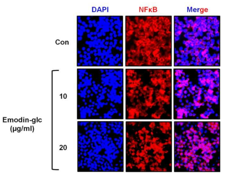 Effects of Emodin 3-O-glucoside on the activation of the NF-κB pathway. The cells were exposed to Emodin 3-O-Glc (10 and 20 μM) for 24 h. The cells were fixed in 4% formaldehyde in PBS, stained with DAPI solution and anti-NF-κB p65 (Rhodamine) antibody. The immunostained cells were then mounted with medium containing DAPI and visualized under fluorescence microscopy (X200)