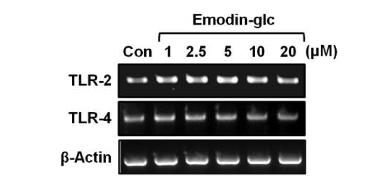 Effects of EG on the activation of TLR-2 pathway. Cells were incubated with the indicated doses of EG for 24 h. Cells were collected after 24 h of treatment with EG and processed for RT-PCR analysis of TLR-2 and TLR-4. Actin was used as a loading control