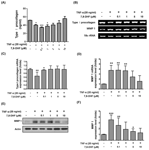 Effects of 7,8-Dihydroxyflavone (7,8-DHF) on Type I procollagen and MMP 1synthesis in Hs68 cells. (A) 7,8-DHF increased TNF-α-reduced Type I procollagen secretion. (B) Effects of 7,8-DHF on Type I procollagen and MMP 1 mRNA expression in Hs68 cells. The levels of (C) Type I procollagen and (D) MMP 1 were expressed as the ratio of the densitometer measurement of mRNA expression to the corresponding internal standard (18s rRNA). (E) Effects of 7,8-DHF on MMP 1 expression in Hs68 cells. (F) The levels of MMP 1 were expressed as the fold change normalized to normal cells (TNF-α-untreated cells) according to densitometric analysis. Actin was used as a loading control. Data =means ± SD, n= 3. *, P < 0.05; **, P < 0.01;***, P < 0.001, Student´ s t-test compared to normal cells