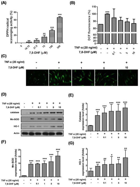 7,8-Dihydroxyflavone (7,8-DHF) reduces TNF-α-induced oxidative stress in Hs68 cells. (A) Radical scavenging activity of 7,8-DHF was measured using the DPPH assay. (B) Effect of 7,8-DHF on intracellular ROS accumulation in Hs68 cells. DCF-DA fluorescence intensity was determined using a fluorescence spectrophotometer. The data were expressed as the percentage change normalized to TNF-α-stimulated control cells. (C) DCF-DA-stained cells were visualized under a fluorescence microscope (X 100). (D) Effect of 7,8-DHF on the anti-oxidant enzymes, Mn-SOD, catalase, and HO-1, in Hs68 cells. The levels of (E) catalase (F) Mn-SOD and (G) HO-1 were expressed as the ratio of the densitometer measurement of protein expression to thecorresponding internal standard (actin). Data = means ±SD, n = 3. *, P < 0.05; **, P < 0.01; ***, P < 0.001, Student´s t-test compared to normal cells