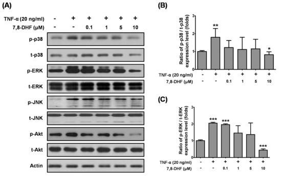 Effects of 7,8-DHF on the Akt and MAPKs signaling pathways during skin aging. (A) Cells were pretreated with 7,8-DHF and cultured with TNF-α for 18 h. Whole cell lysates were collected for western blot analysis. Total p38 (t-p38), ERK (t-ERK), JNK (t-JNK), and Akt (t-Akt) were used as a loading control for the western blot analysis of phosphorylated p38 (pp38), ERK (p-ERK), JNK (p-JNK), and Akt (p-Akt), respectively. The levels of (B) p-p38, (C) p-ERK, (D) p-JNK, and (E) p-Akt were expressed as the ratio of the phosphorylated proteins to the corresponding total proteins according to densitometric analysis. Data = means ± SD, n =3. *, P < 0.05; **, P < 0.01; ***, P < 0.001, Student´ s t-test compared to normal cells