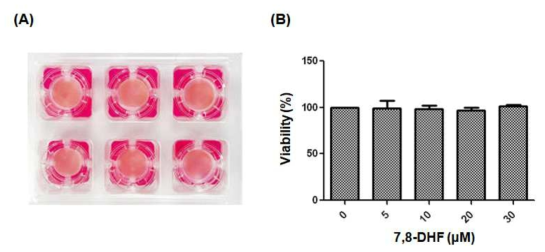 Effects of 7,8-Dihydroxyflavone (7,8-DHF) on a 3D human skin equivalent model. (A) 3D human skin equivalent model produced by air lift system. (B) The viability was measured with the MTT assay and recorded as the percentage (%) of absorbance of control groups. The values are the means ± SD, n = 3