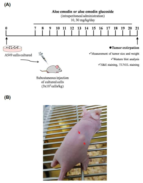 Experimental scedules for determining aloe emodin glucoside(AEG)-induced diminish of lung cancer growth in xenograft model. (A) The mice transplanted with A549 cells were randomly divided into 5 groups and after 7 days, mice will be given injection of AEG (10 or 30 mg/kg), aloe emodin (10 or 30 mg/kg) or vehicle (PBS) daily for 2 weeks. (B) After 3day transplantation of A549 cells to mice, the cells are growing to develop the solid tumor