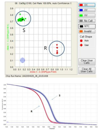 CA09g12180-Fluidigm(위)와 CA09g12180-HRM(아래)