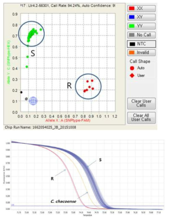 Ltr4.2-56301-Fluidigm(위)와 Ltr4.2-56301-HRM(아래)