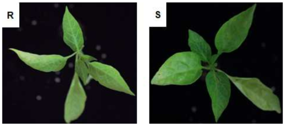 CMV-P1 접종 후 30일에 저항성 식물(R)과 이병성 식물(S)의 표현형 차이