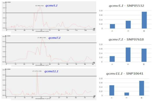 QTL에 연관된 분자표지의 표현형 차이 및 CIM 분석 결과