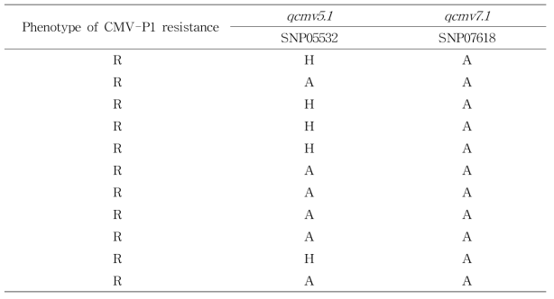 CMV-P1 저항성에 대한 QTL에 연관된 마커의 선별효율