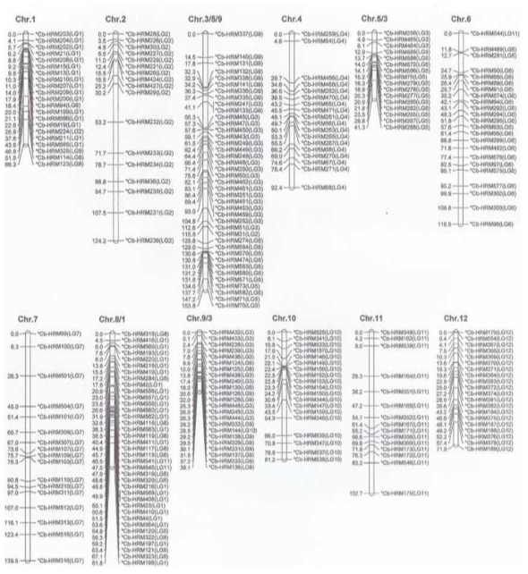264개 Cb-HRM marker를 이용한 고추 연관 지도 작성