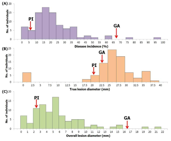 Golden-aji (GA) × PI594137 (PI)의 F2 집단에서 disease incidence(A), true lesion diameter(B), overall lesion diameter(C) 발병정도