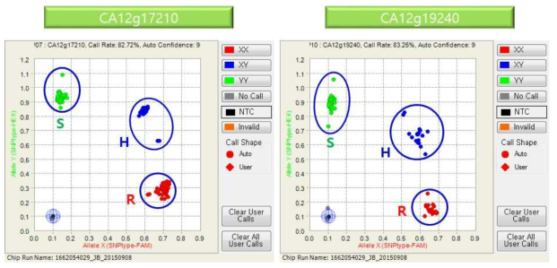 Fluidigm용 SNP 분자표지 분석 결과. 좌, CA12g17210; 우, CA12g19240