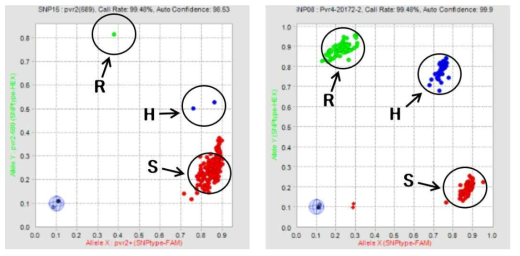 Fluidigm용 Potyvirus 저항성 SNP 분자표지 분석 결과. 좌, pvr2-689; 우,Pvr4-20172-2