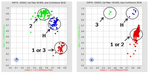 Fluidigm용 유전자적 웅성불임성 SNP 분자표지 분석 결과. 좌, GMSK2; 우,GMSK3