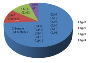 부강 고추를 이용한 CMV 유형 판별. 접종개체 모두 감염시키지 못함(Type 1), 부분적으로 감염(Type 2와 3), 모두 감염(Type 4), Type2 와 3은 줄기에 괴사 반응 일으키는 것 (Type 2)과 일으키지 않는 것(Type 3)으로 구별함