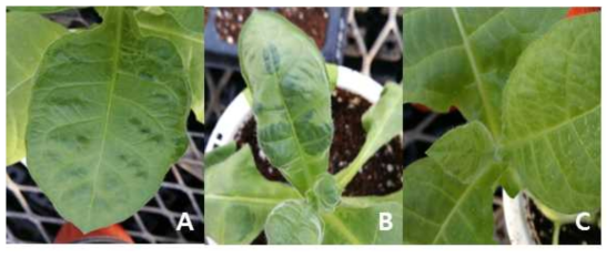 CMV induced symptoms in Nicotiana tabaccum Xanthi-nc. A: CM4, B: CM7, and C: CM13