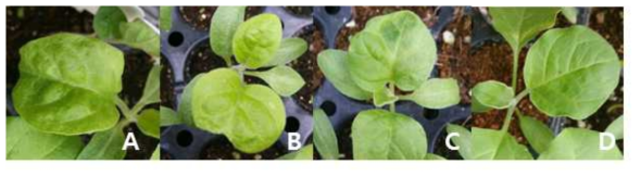 CM7 (A, mosaic), CMV-Kor (B, yellowing), CM13 (C, severe mosic), CMV-P1 (D,symptomless)