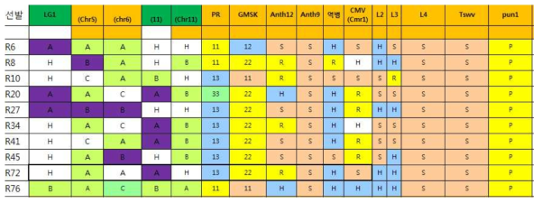 육성과정에 활용되는 여러 가지 분자마커에 대한 선발개체의 유전형