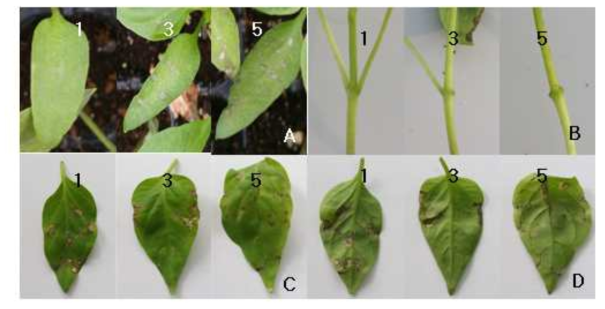 Severity scale for hypersensitive (A, C, D) and abscisic (B) reactions on cotyledon (A) and main stem (B), and the front (C) and rear (D) sides of true leaf. Cotyledons and two true leaves of F3 seedlings were inoculated with a P1 isolate of cucumber mosaic virus at two true leaf stage. Photographs were taken at 10 days after inoculation (DAI) for the cotyledons and 15 DAI for others