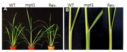 변이체의 분얼각(A)과 엽각(B)을 정상적인 식물체와 Ds가 뛰어나가 정상으로 된 revertant (Rev)와 비교한 것으로 MPT1의 발현에 따라 각도가 달라지는 것을 관찰할 수 있다