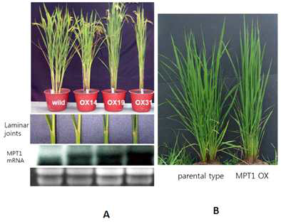 과발현체의 초형과 이삭 (A) 과발현 계통 (pUbiquitin::MPT1 cDNA)이 MPT1발현 정도에 따라 분얼각과 엽각이 좁아지면서 초형에 변화를 보인다. Northern blot으로 측정한 MPT1 mRNA 량과 rRNA를 각 해당 식물체 아래에 나타냈다. (B) 포장에서 최고분얼시, 과발현계통과 동진벼를 비교한 것이다