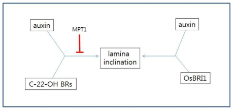 엽각을 결정하는 auxin과 BR 상호작용에서 MPT1의 역할 MPT1는 6-deoxoBRs 와 auxin 상호작용에 negative 효과를 나타내면서 초형에 관련된다