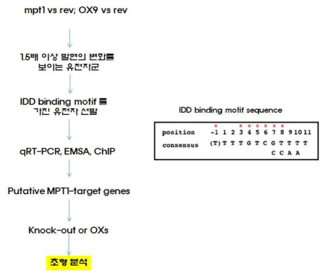 MPT1 target 유전자 및 새로운 초형 관련 유전자를 선발하고 기능을 구명하기 위한 전략