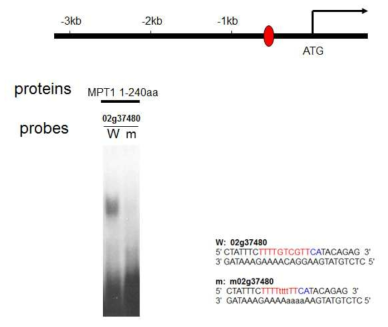 MPT1의 N-terminal IDD binding domain만을 E.coli에서 발현시켜 Os02g37480 유전자의 promoter에 존재하는 IDD binding motif의 oligonucleotide를 labeling하여 EMSA를 수행하였다