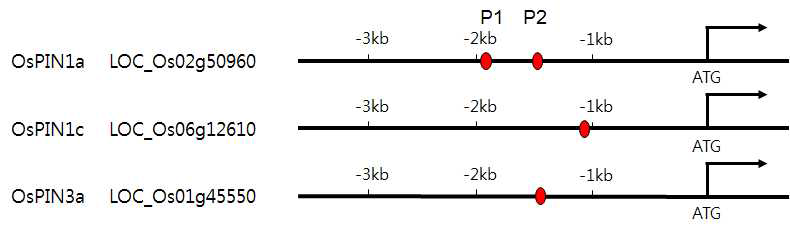 OsPIN1a, OsPIN1c 그리고 OsPIN3a의 promoter에 존재하는 IDD binding motives의 위치