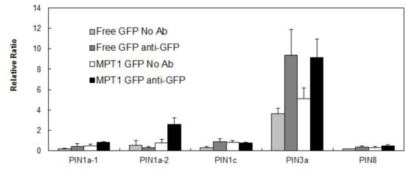 MPT1-GFP의 calli에서 OsPIN1a, OsPIN1c 그리고 OsPIN3a의 IDD binding motives을 대상으로 수행한 ChIP-PCR