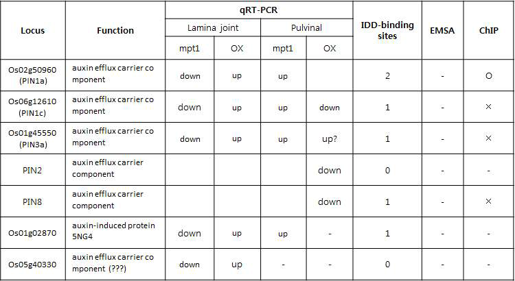 auxin 관련 예상 target 유전자에 대한 qRT-PCR, EMSA, 그리고 ChiP 실험의 결과