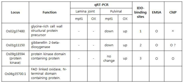 MPT1 예상 target 유전자에 대한 qRT-PCR, EMSA, 그리고 ChiP 실험의 결과