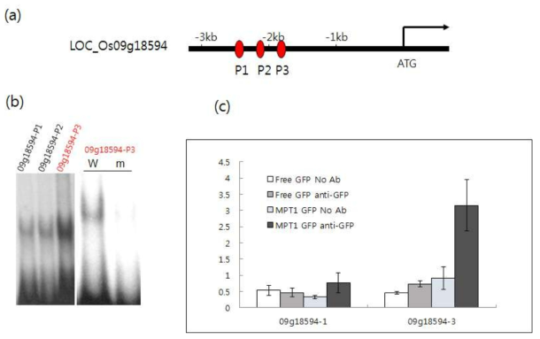 (a) Os09g18594의 promoter에 위치한 IDD binding motives (P1, P2, 그리고 P3) (b) (좌측 패널) 각각의 IDD binding motif (-P1, -P2, 그리고 –P3)을 사용한 EMSA (우측 패널) wild type P3 (W)와 P3의 IDD binding motif를 없앤 mutant probe(m)을 이용한 EMSA (c) IDD binding motives (P1 그리고 P3)에 대한 in vivo MPT1 binding을 알아 보기 위한 CHIP assay