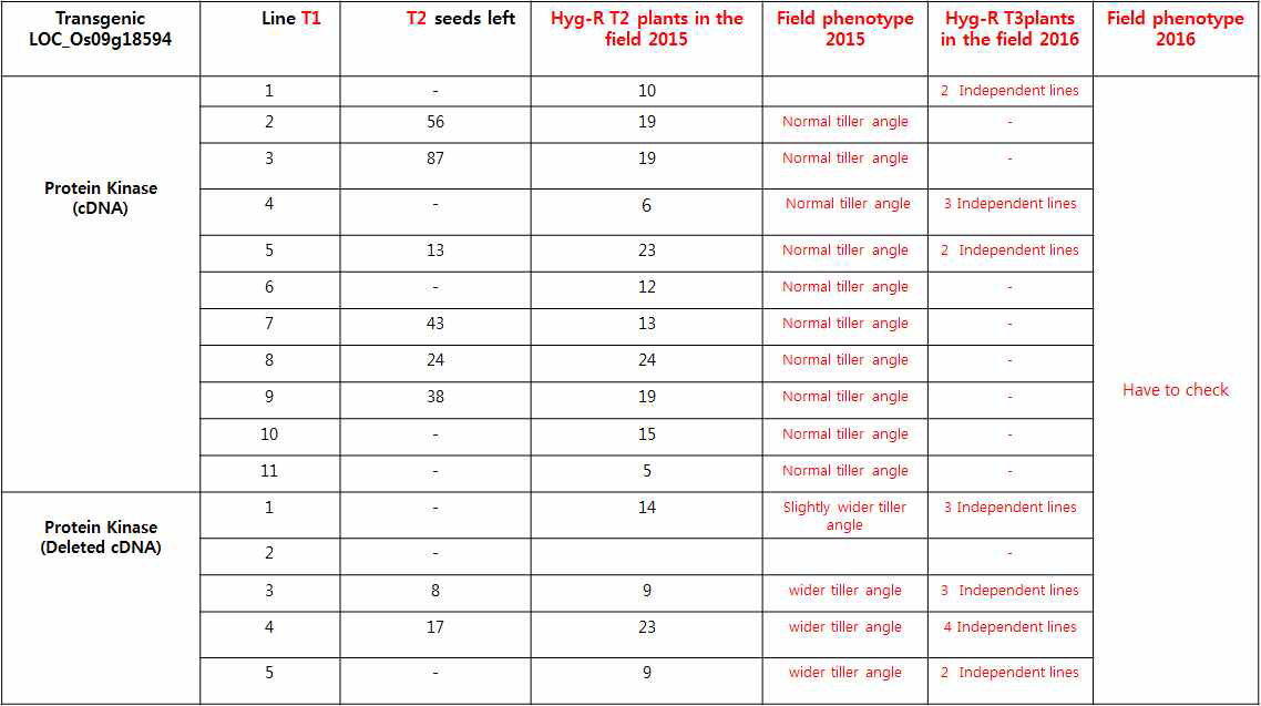 Os09g18594의 정상 유전자 (cDNA)와 변이 유전자 (kinase domain-delected cDNA)의 형질전환 계통과 분얼각 표현형에 대한 정보
