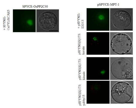 IDD13, Keratin, 그리고 kinesin이 MPT1과의 결합하는 것을 보여주는 BiFC assay. Assay는 벼의 잎에서 추출한 protoplast를 이용하였다. Control로 벼의 OsPP2C30와 RCAR5를 사용하였다. Coinfection 후 16시간 후에 fluorescence를 관찰하였다