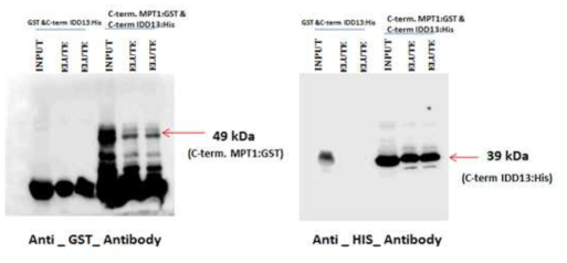 MPT1-C-term과 IDD13의 C-term과의 in vitro 결합을 관찰한 Western blot