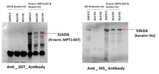 MPT1 N-term 과 keratin간의 in vitro 결합을 관찰한 Western blot MPT1 유전자는 N-terminal 구역을 GST fusion으로 단백질을 발현시켰고 Keratin 유전자는 HIS fusion으로 단백질을 발현시켰고 glutathione bead column을 이용하여 단백질 결합을 확인 하였으며 항체를 이용하여 각 fusion 단백질을 확인하였다