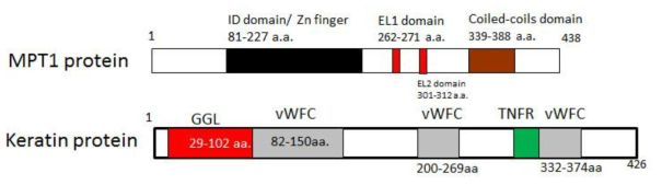 MPT1과 G-protein gamma subunit로 알려진 keratin의 domain들을 보여 주고 있다