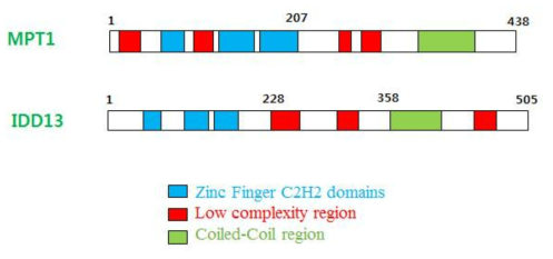 MPT1과 IDD13의 functional domain들을 서로 비교해 보여 주고 있다